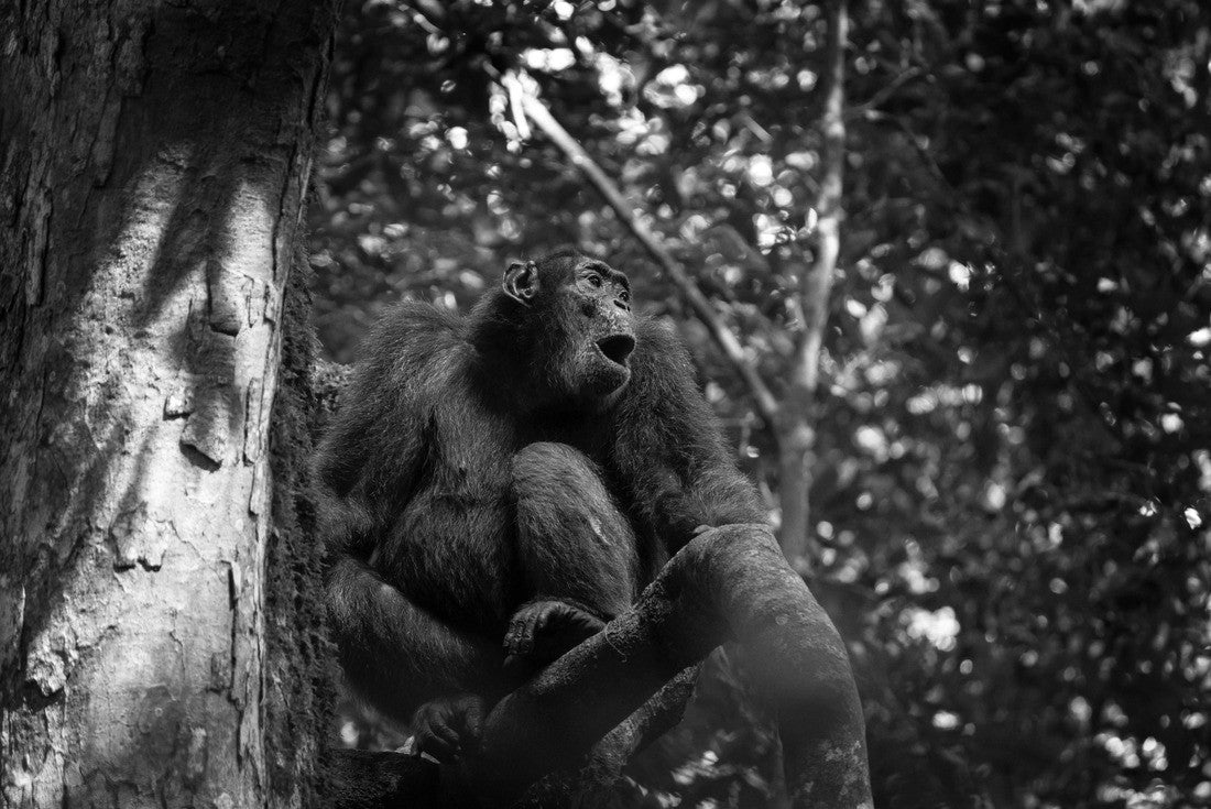 Noah Jigsaw Puzzle Chimpanzee in Kibale forest. Scold on the tree. Safari in Uganda in black white 2000 pieces
