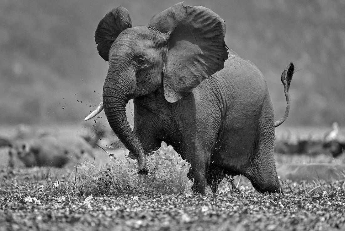 Noah Jigsaw Puzzle Elephant in the Kazinga Channel Queen Elizabeth NP in Uganda in black white 2000 pieces
