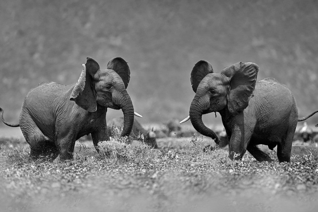Noah Jigsaw Puzzle Elephants fight, young men, in the Kazinga Channel Queen Elizabeth NP in Uganda. Young men in the water with pink hyacinth blooming, wild nature. Wildlife Uganda. Elephant behavior in black white 2000 pieces