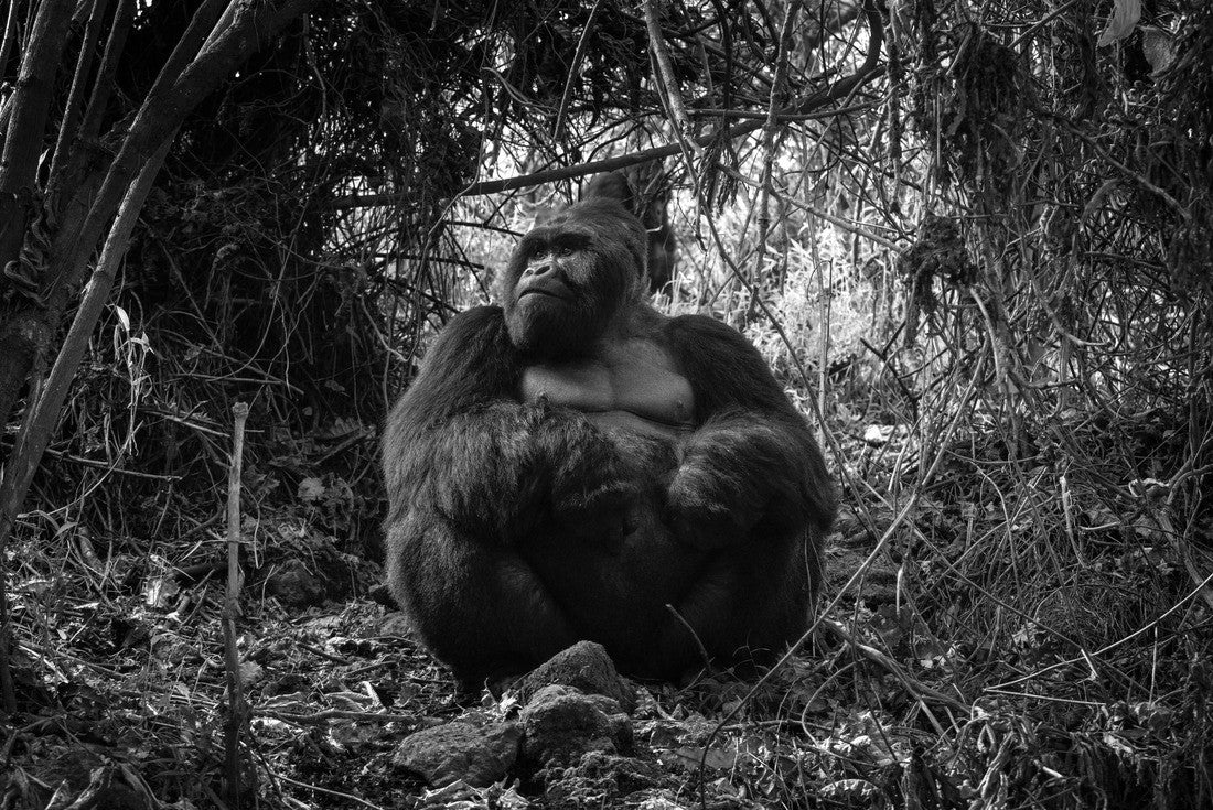 Gorillas in the mountains of Mgahinga Gorilla National Park. Gorilla in the forest. Rare animals in Uganda. Animals in their natural habitat 2000pc PuzzleBlack and White