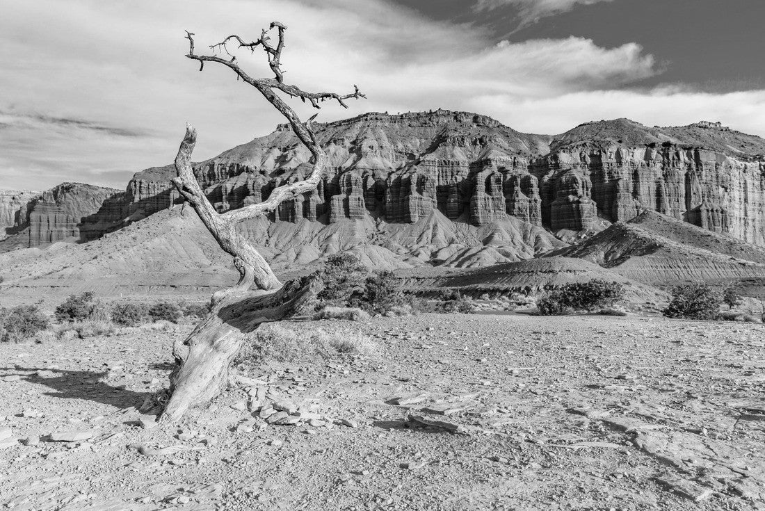 Noah Jigsaw Puzzle Old single tree in Capitol Reef National Park, Utah in black white 2000 pieces