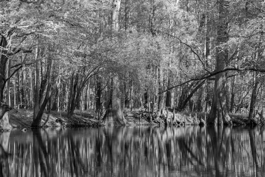 Noah Jigsaw Puzzle Tall Trees Reflected on Waters Edge, Cedar Creek Congaree National Park, Cypress and Loblolly Pine in black white 2000 pieces