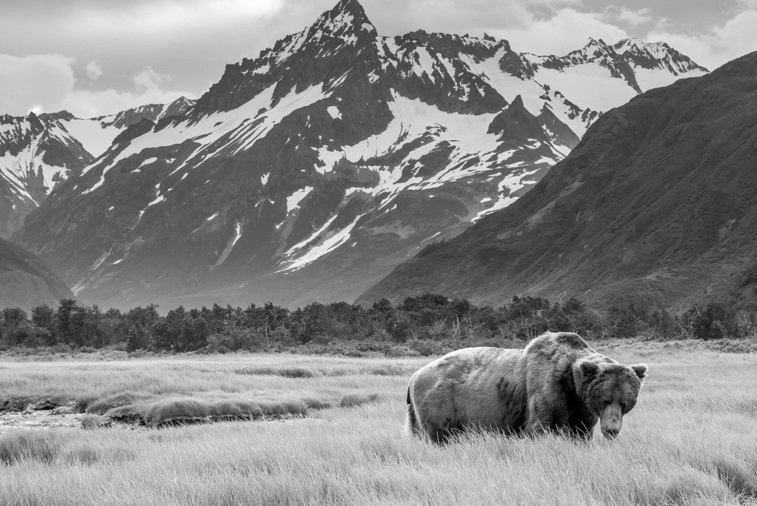 Grizzly bear from the shores of Alaska 2000pc PuzzleBlack and White