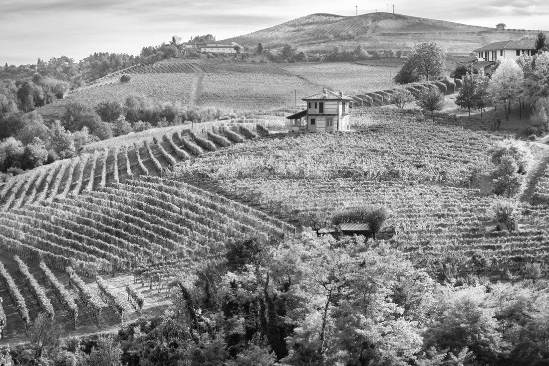 Noah Jigsaw Puzzle Barolo Langhe e Roero vineyards. Autumn landscape, Dolcetto, Barbaresco wine. Province of Cuneo, Piedmont, Italy in black white 2000 pieces