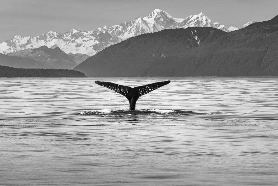 Landscape of Scenic Alaskan with a whale tail in the foreground 2000pc PuzzleBlack and White