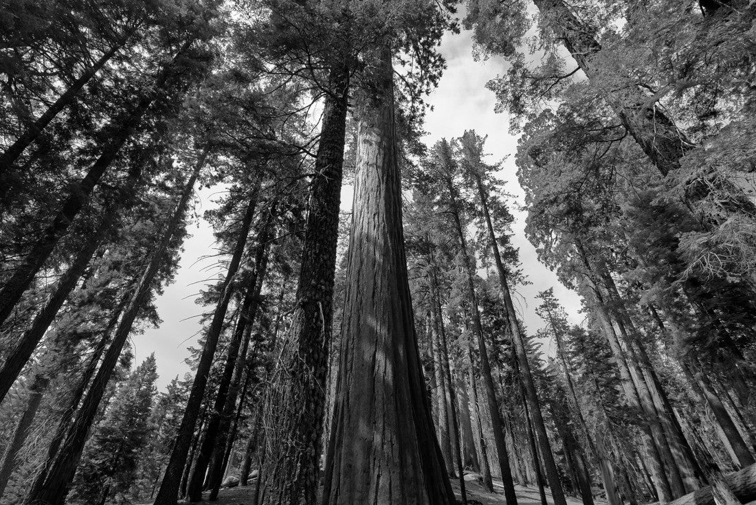 Sequoia trees forest in the General Grant Grove section of Kings Canyon National Park in the southern Sierra Nevada, in Fresno and Tulare counties, California 2000pc PuzzleBlack and White