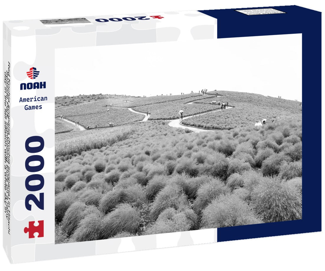 Red Kochia scoparia (Kochia scoparia) in Hitachi Seaside Park, sightseeing tours on a rainy day in the fall season with a white sky in Ibaraki, Japan 2000pc PuzzleBlack and White