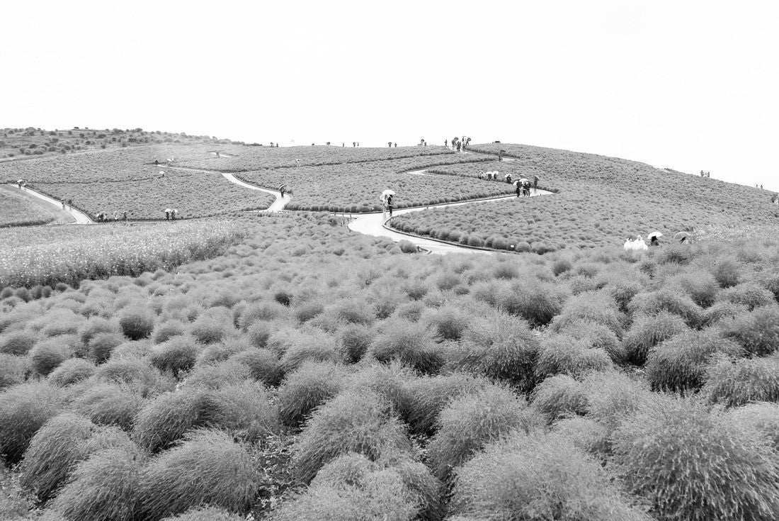 Red Kochia scoparia (Kochia scoparia) in Hitachi Seaside Park, sightseeing tours on a rainy day in the fall season with a white sky in Ibaraki, Japan 2000pc PuzzleBlack and White