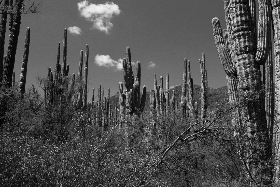 Tehuacán-Cuicatlán Biosphere Reserve. State Puebla of Mexico 2000pc PuzzleBlack and White