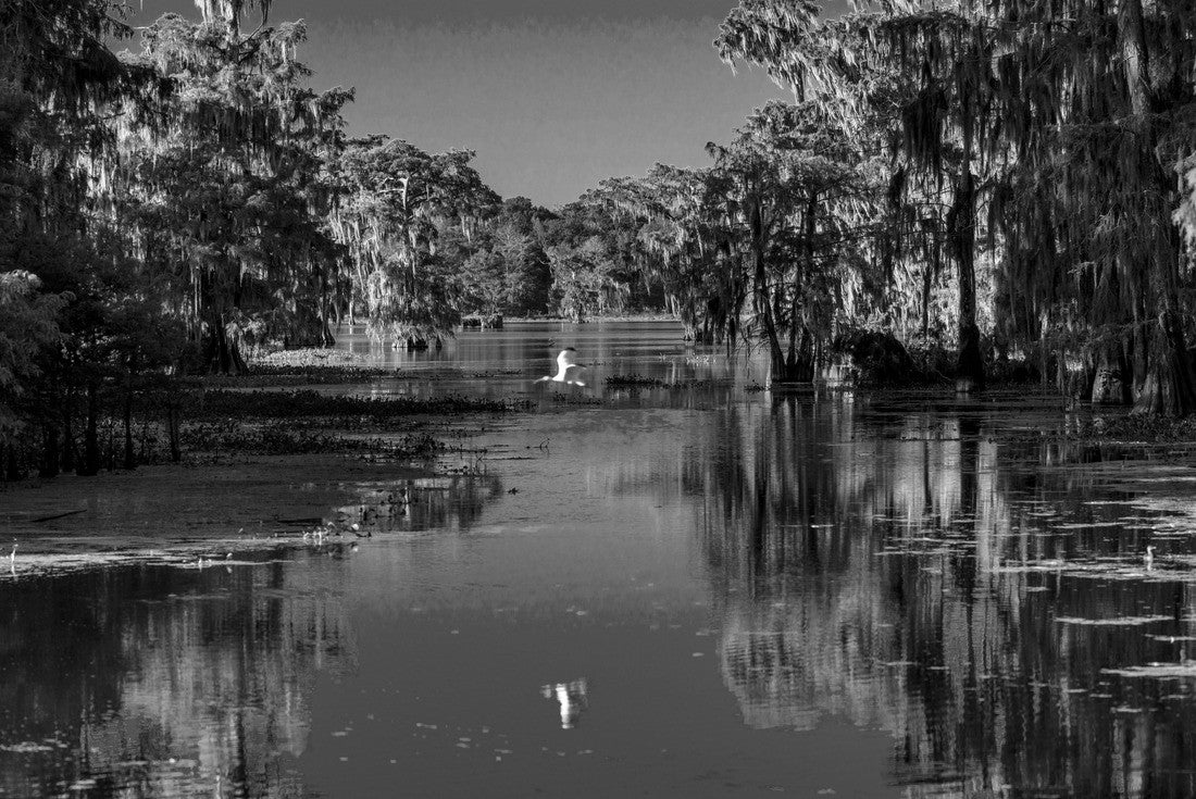 Noah Jigsaw Puzzle Lafayette, Louisiana, USA - White Egret flies in Cajun Swamp & Lake Martin, near Breaux Bridge and Lafayette Louisiana in black white 2000 pieces