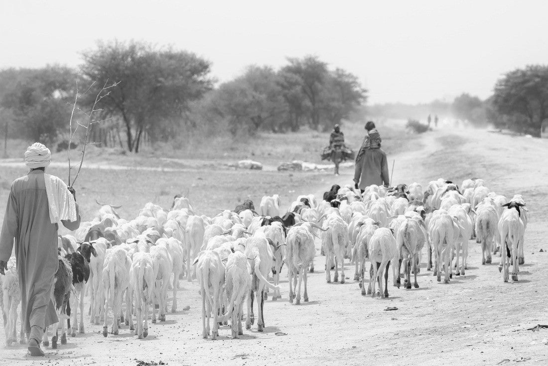 Flock of sheep traveling with flock of sheep in village in desert landscape. Chhad N'Djamena, in the Sahel desert and Sahara. Hot weather in desert climate at Chari River, Chad 2000pc PuzzleBlack and White