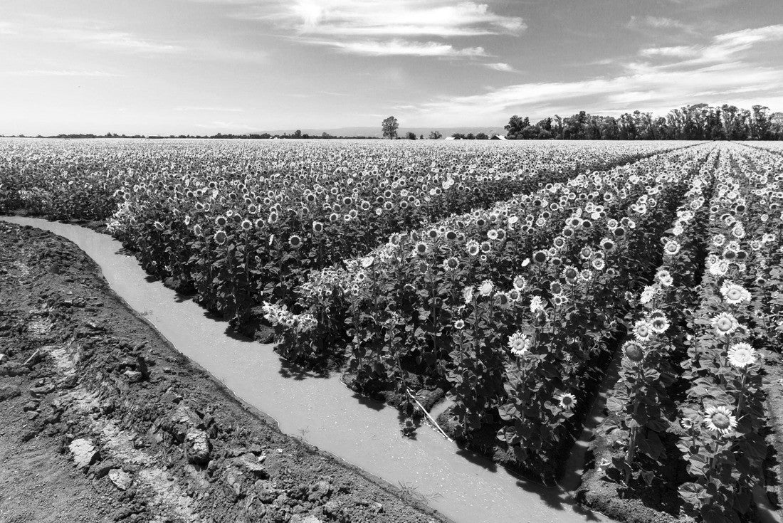 Sunflower fields receive a welcome drink from an irrigation canal. Yolo County, California, USA 2000pc PuzzleBlack and White