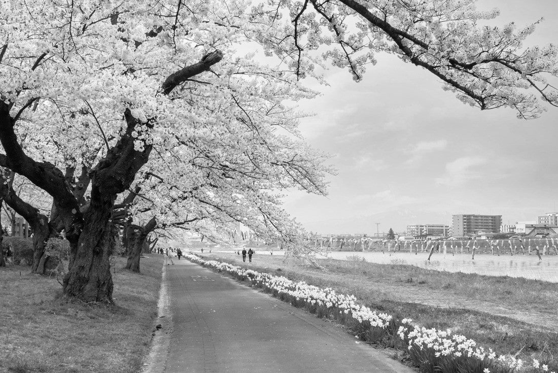 Full Bloom Cherryblossom Sakura at Kitakami Tenshochi Park in Kitakami, Iwate, Japan 2000pc PuzzleBlack and White