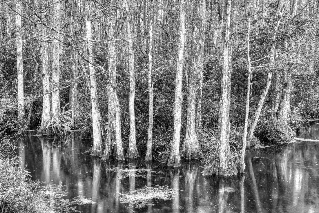 Cypress trees in swamp in Sweetwater Slough on Loop Road in Big Cypress National Preserve in Florida 2000pc PuzzleBlack and White