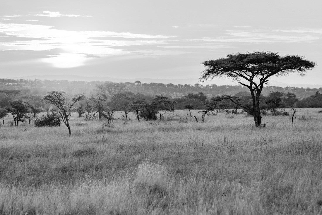 Noah Jigsaw Puzzle Sunset in the African savannah with acacia trees, safari in Serengeti, Tanzania in black white 2000 pieces