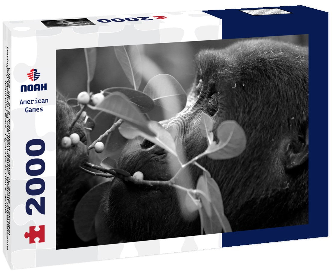 Close-up of a mountain gorilla (Gorilla beringei beringei) feeding on the mountains. Bwindi Impenetrable National Park, Uganda 2000pc PuzzleBlack and White
