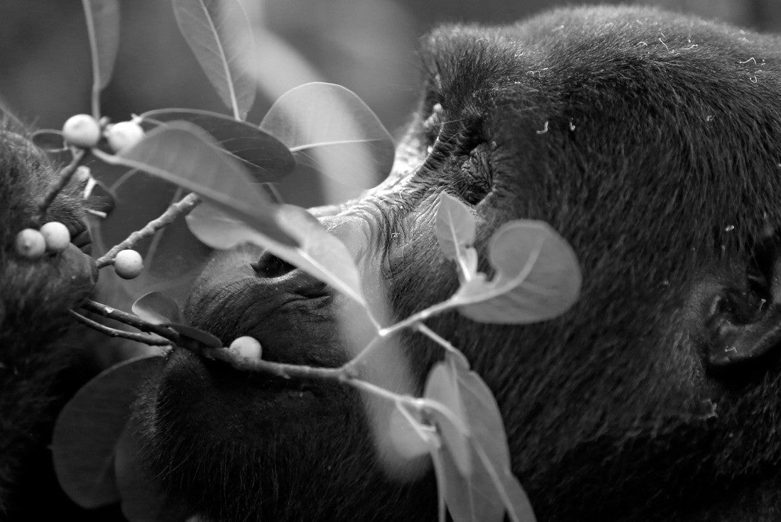 Noah Jigsaw Puzzle Close-up of a mountain gorilla (Gorilla beringei beringei) feeding on the mountains. Bwindi Impenetrable National Park, Uganda in black white 2000 pieces