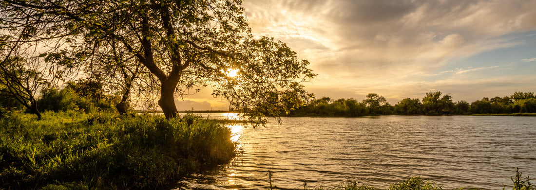 Noah Jigsaw PuzzleTree on the banks of the Tagus River in Cartaxo, Santarem, Portugal, Panorama 1000 Pieces