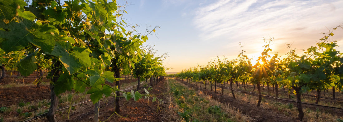 Noah Jigsaw PuzzleHunter Valley Winery, Australia, Panorama 1000 Pieces
