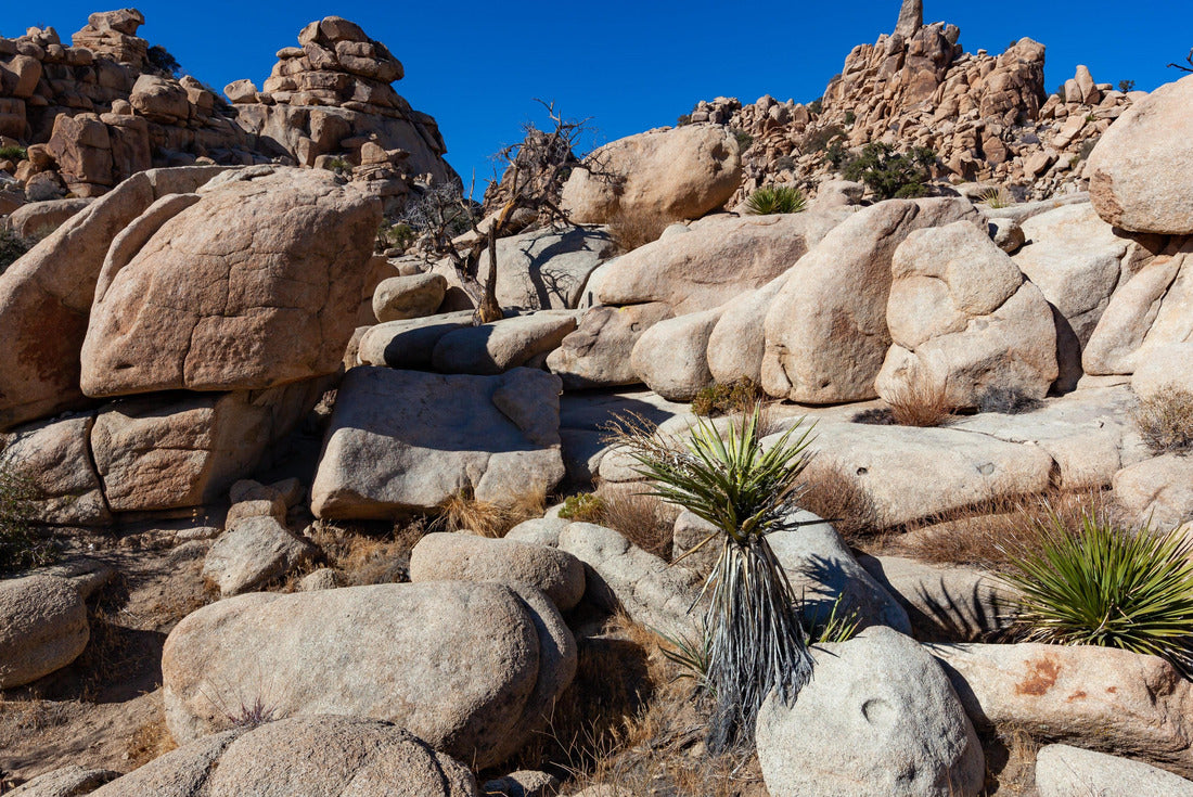 Joshua Tree Landscape, Yucca Brevifolia Mojave Desert Joshua Tree National Park California 2000pc Puzzle
