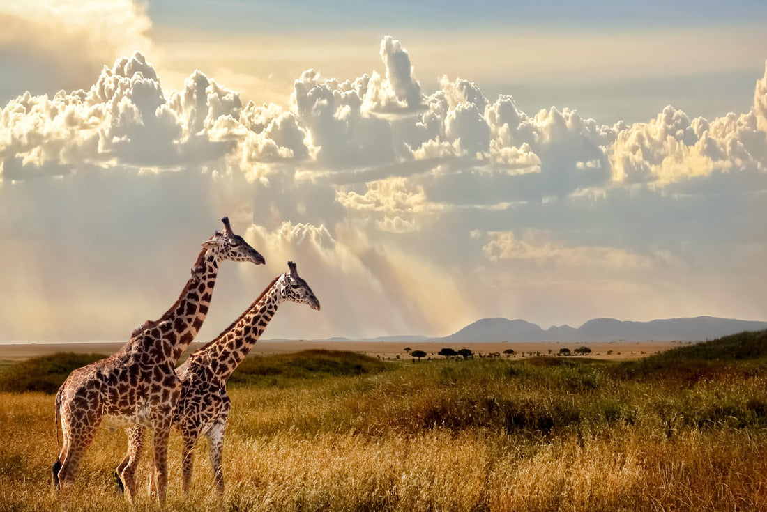 Group of giraffes in the Serengeti National Park. Sunset. Sky with rays of light in the African savannah 2000pc Puzzle