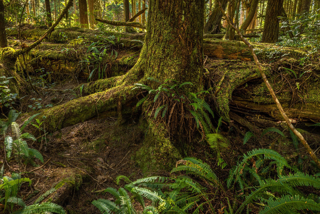 Moss and fern in the rainforest. Pacific Rim National Park in Vancouver Island at Tofino. British Columbia. Canada 2000pc Puzzle