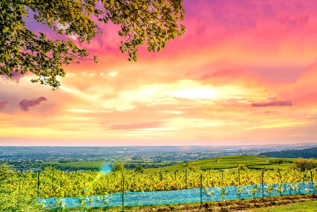Vineyards near Kiedrich, Rheingau, Germany 2000pc Puzzle