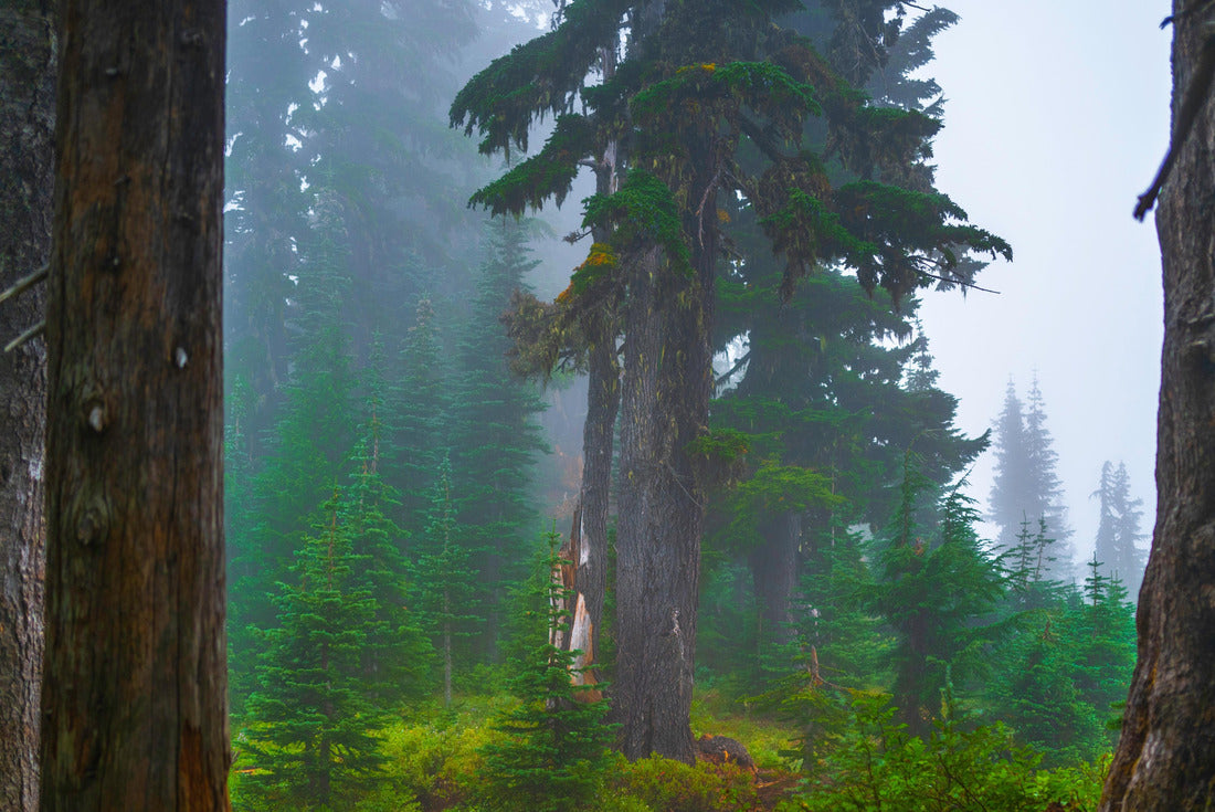 Mount Rainier National Park Hiking Trail Landscape, Old pine trees in foggy forest, southeast of Seattle, Washington, USA 2000pc Puzzle