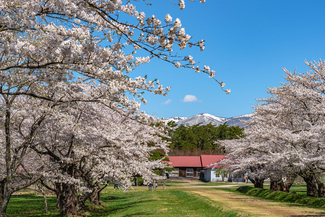Koiwai Farm in spring cherry blossom season in sunny day morning. Visitors enjoy the beauty full of blossoms sakura flowers in the town of Shizukuishi, Iwate Prefecture, Japan 2000pc Puzzle