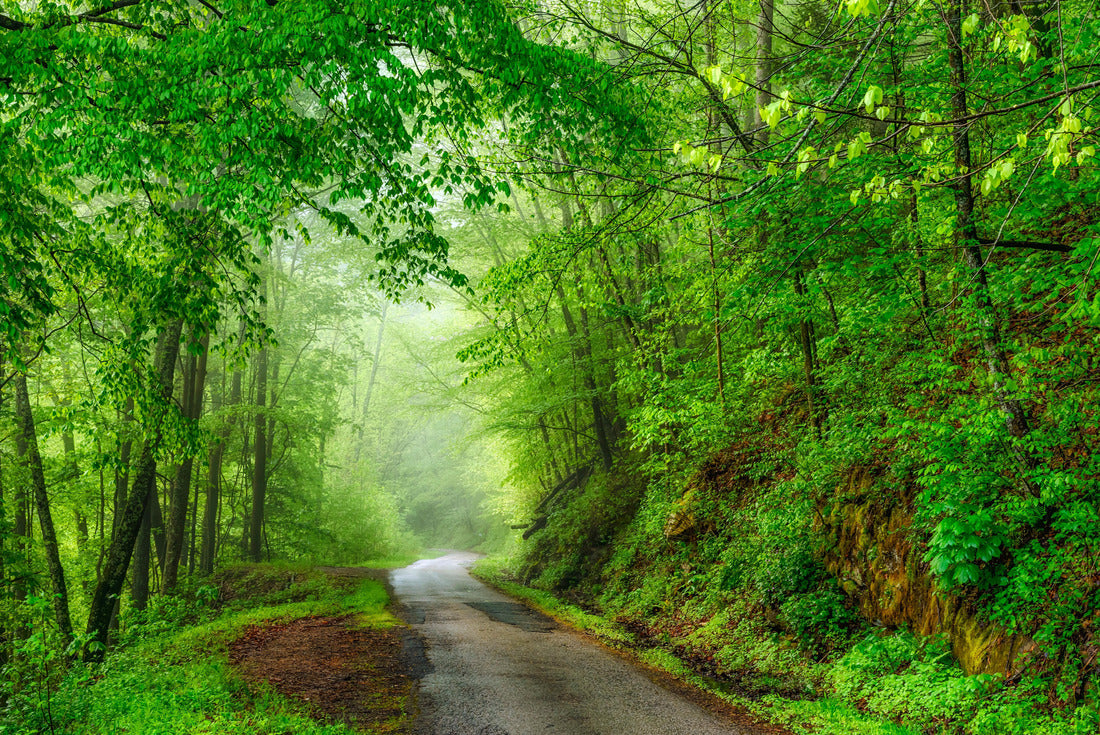 Fayette Station Road, New River Gorge National Park and Preserve, Fayette County, West Virginia, USA 2000pc Puzzle
