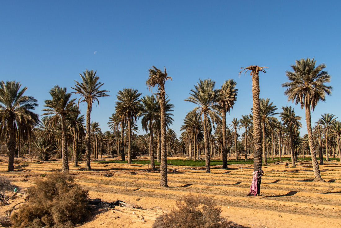 Palm trees in Douz, Kebili, Tunisia 2000pc Puzzle