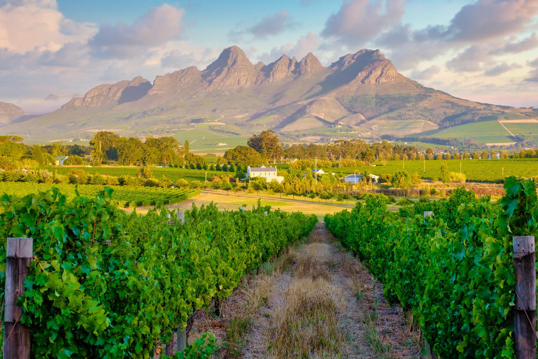 Noah Jigsaw Puzzle Wine landscape at sunset with mountains in Stellenbosch, near Cape Town, South Africa. Grapes on the vineyard 2000 pieces