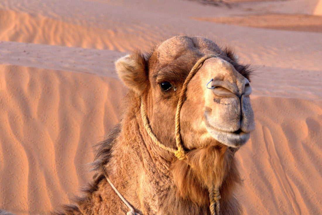 Close-up of a camel in the Sahara, outside Douz, Tunisia 2000pc Puzzle