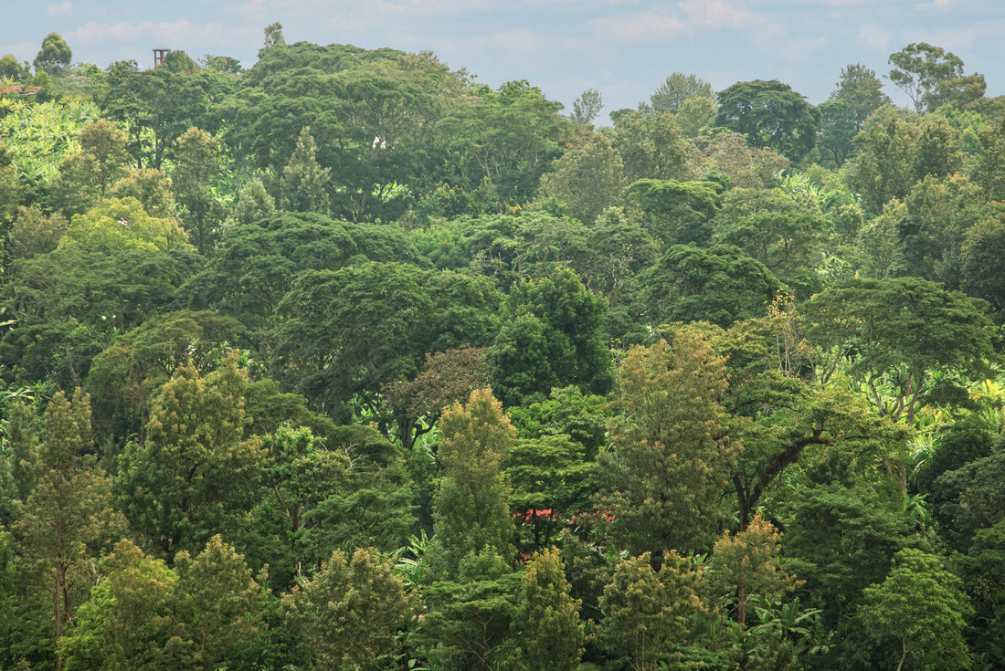 Noah Jigsaw Puzzle Beautiful lush green West African rainforest during an amazing sunset in Tanzania on the slopes of Kilimanjaro 2000 pieces