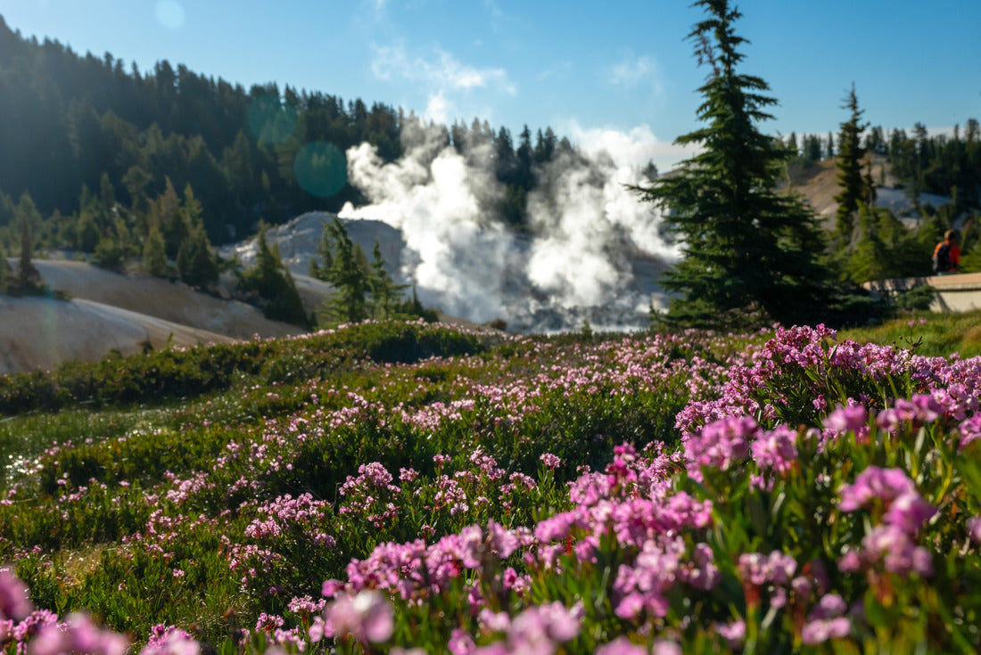Noah Jigsaw Puzzle Steam Rising Behind Blanket of Bright Pink Flowers in Lassen Volcanic National Park 2000 pieces