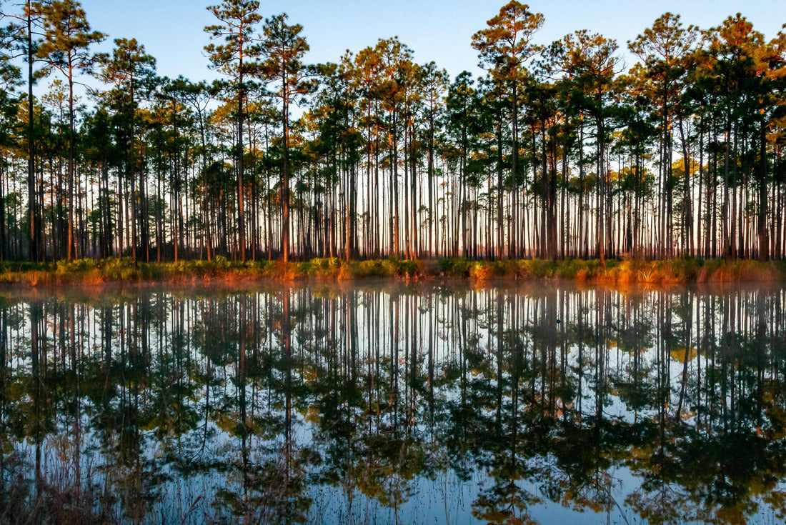 Replication of trees in lake water in the evening at sunset, Louisiana, USA 2000pc Puzzle