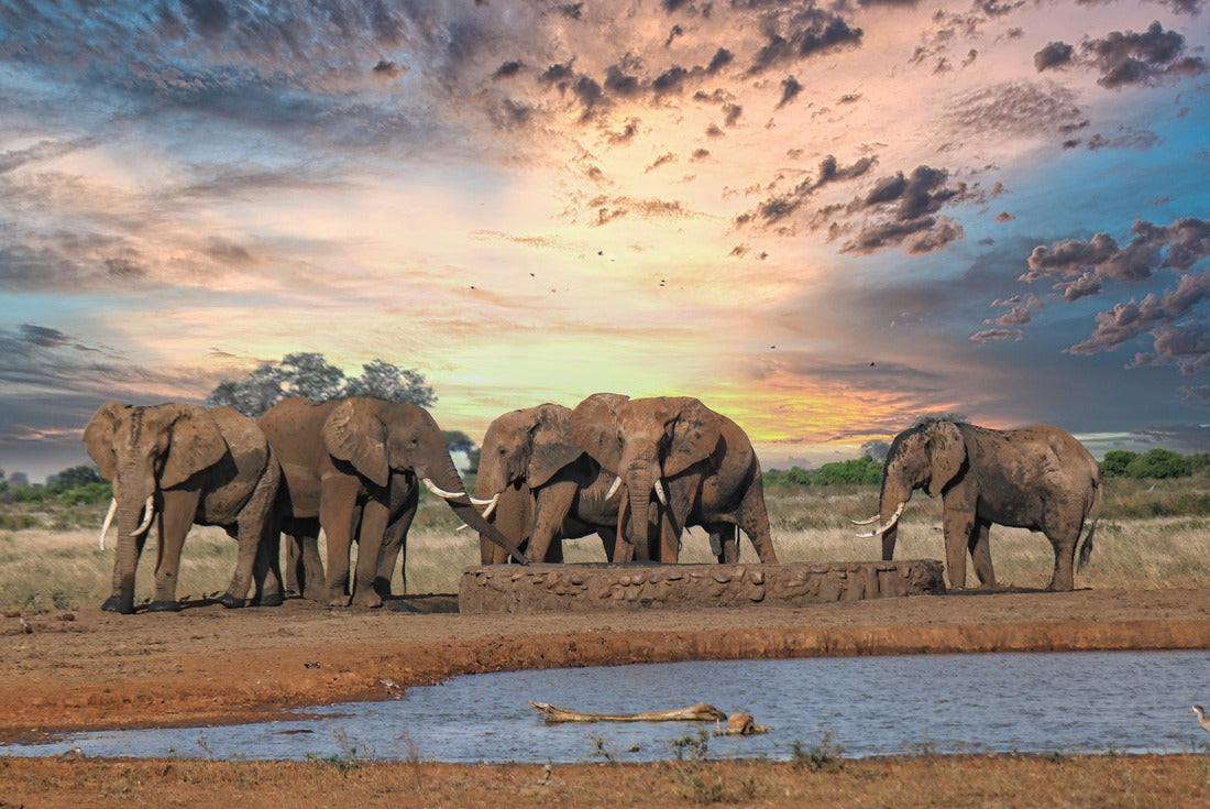 Elephants in Kenya Tanzania safari 2000pc Puzzle