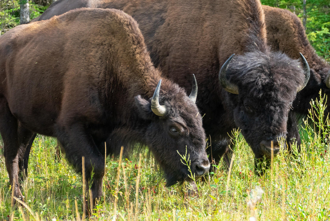 Noah Jigsaw Puzzle Wood-Bison in the Wood Bison Nature Park, in the Northwest Territories and Alberta, Canada 2000 pieces