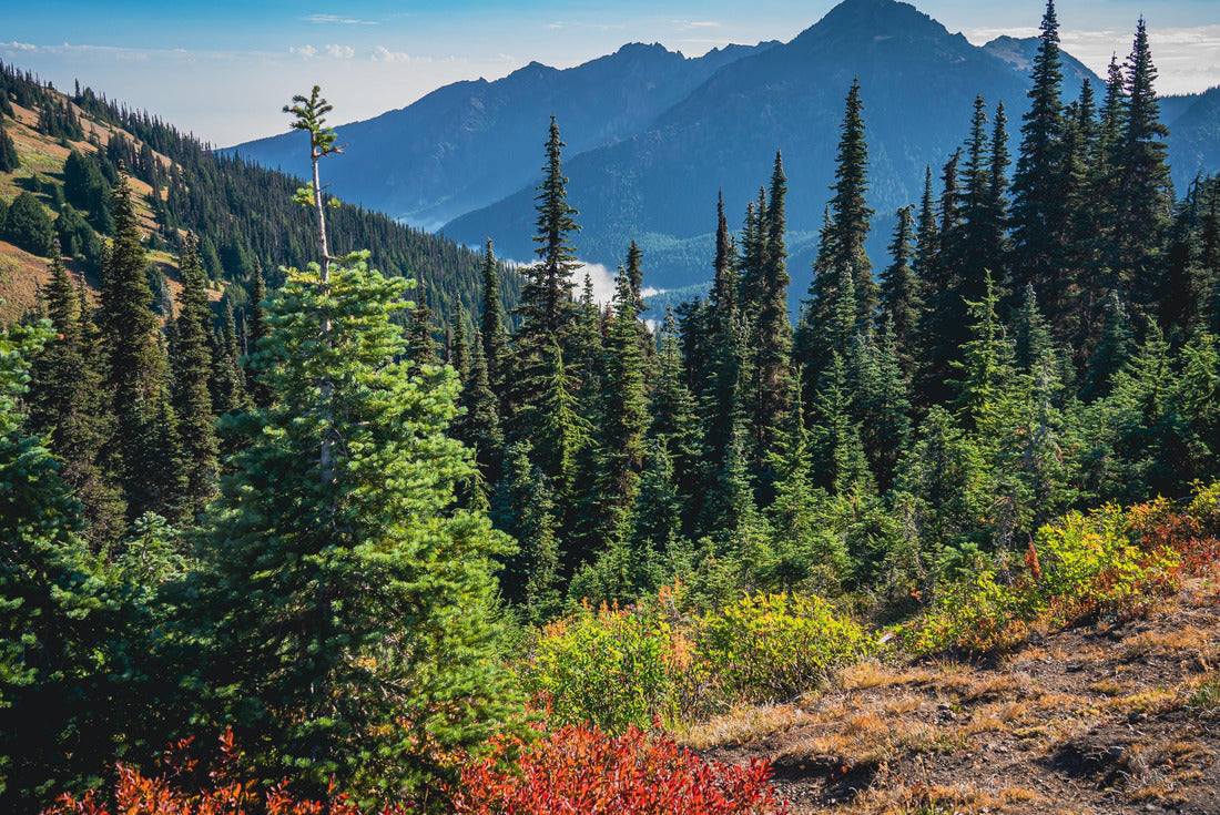 Morning hike viewing mountains and colorful forest along Hurricane Hill Trail | Hurricane Ridge, Olympic National Park, Washington, USA 2000pc Puzzle