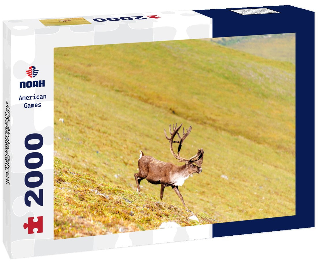 USA, Alaska, Gates of the Arctic National Park. Bull caribou in its summer habitat 2000pc Puzzle