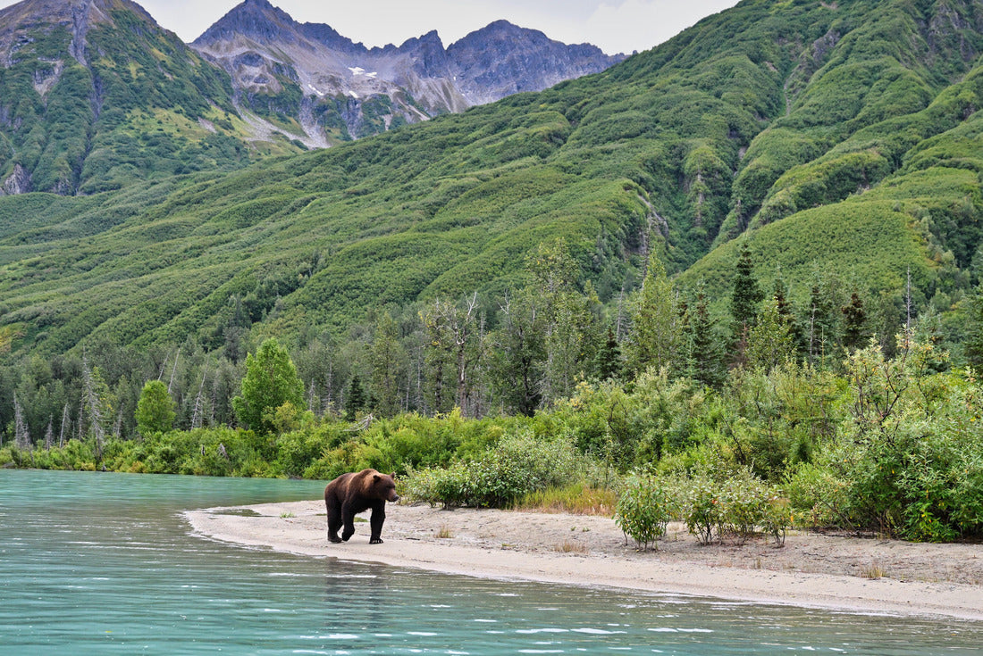 Noah Jigsaw Puzzle The Alaskan Brown Bear (Ursus horribilis) in Lake Clark National Park Alaska 2000 pieces