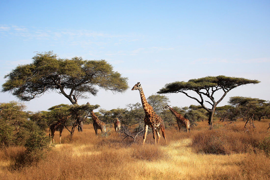 Noah Jigsaw Puzzle Maasai Giraffe (Giraffa tippelskirchi) and Umbrella Tree in Serengeti National Park, Tanzania, East Africa 2000 pieces