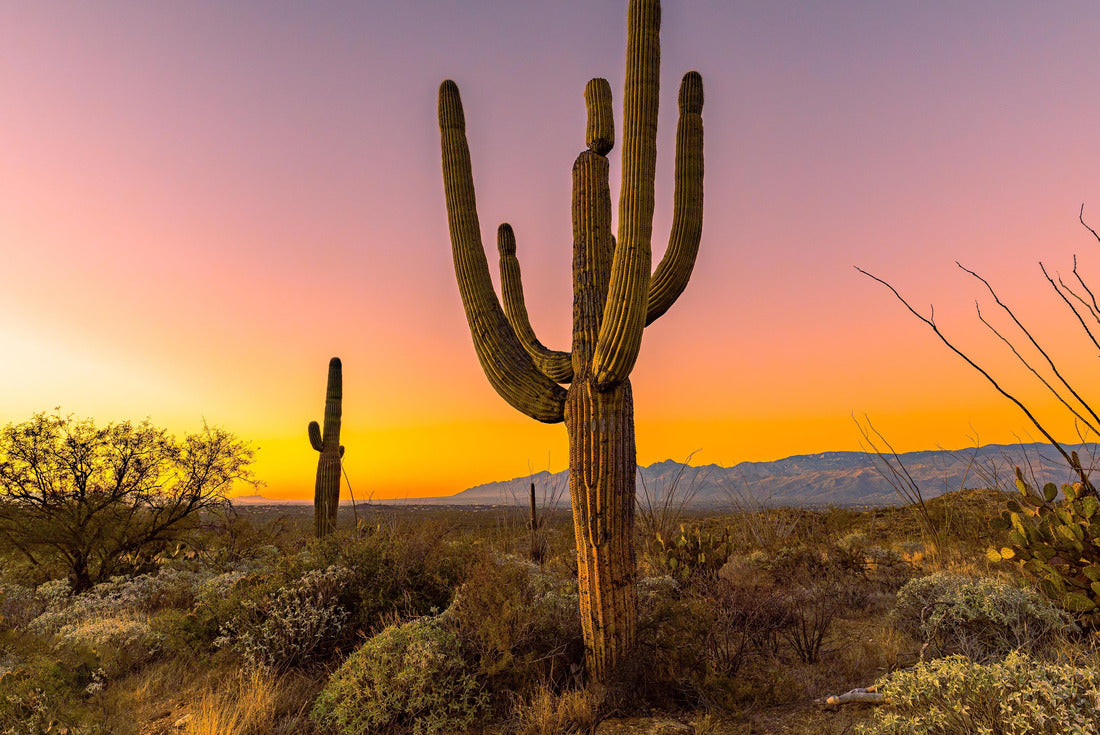 Saguaro Cactus in Saguaro National Park Arizona at sunrise 2000pc Puzzle