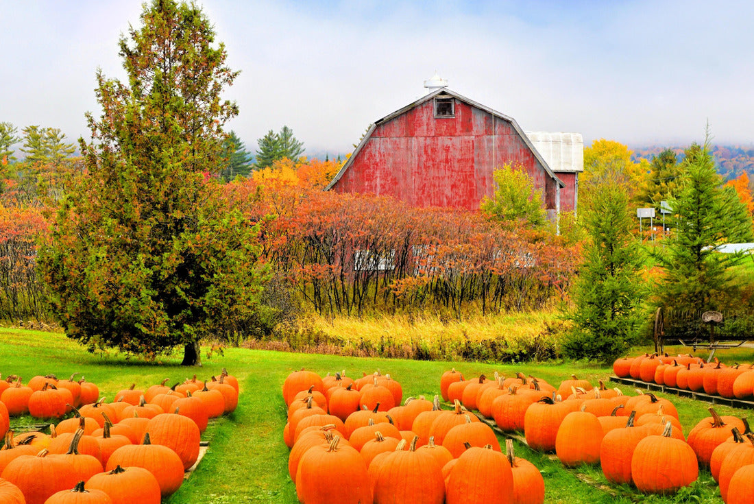 Autumn pumpkin patch with rustic old red barn in the background and fall colors, Vermont, USA 2000pc Puzzle