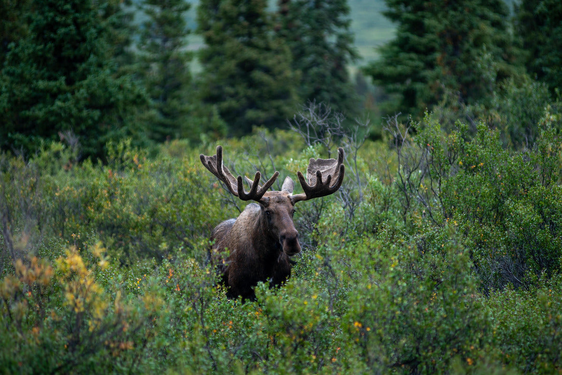 Noah Jigsaw Puzzle Alaskan Moose in Denali National Park 2000 pieces