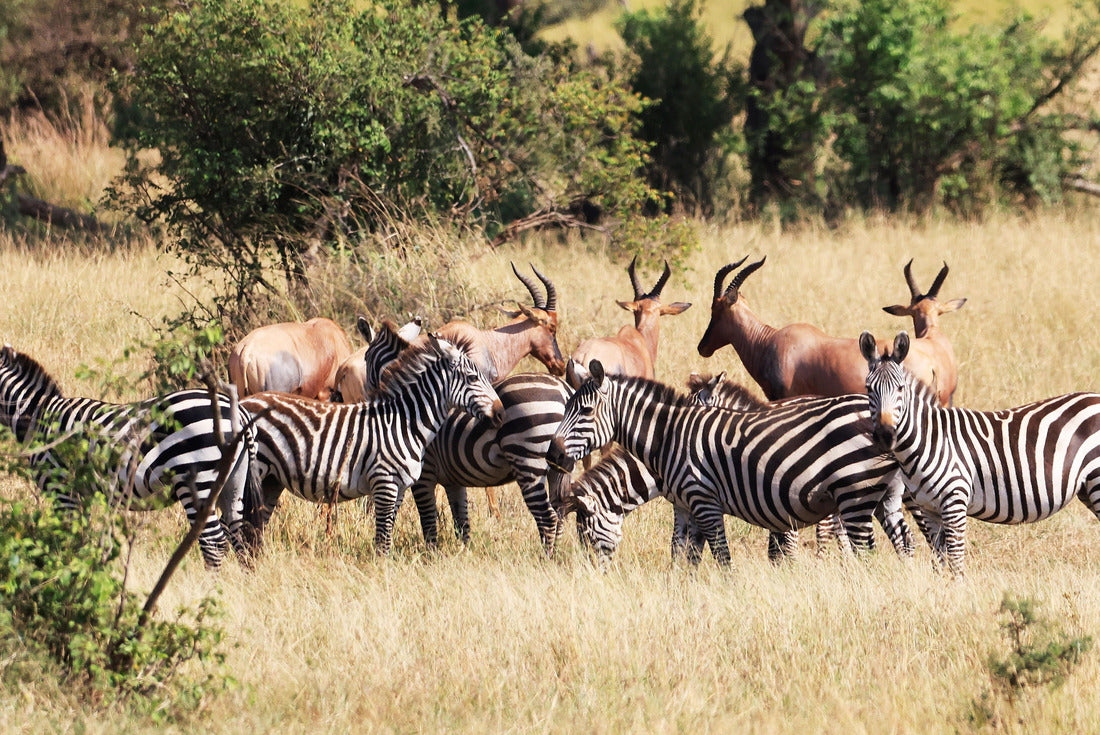 Noah Jigsaw Puzzle Burchell's Zebras in Ikoma, near Serengeti National Park, Tanzania, East Africa 2000 pieces