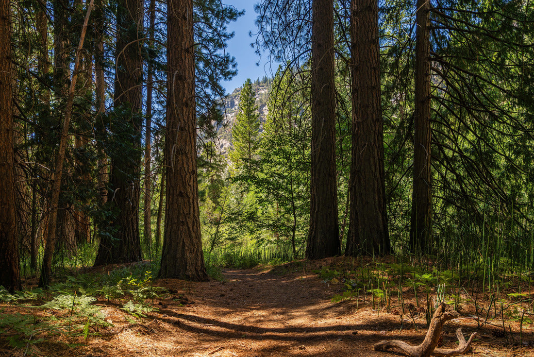 A trailhead in forest of Zumwalt Meadows in the Kings Canyon national park 2000pc Puzzle