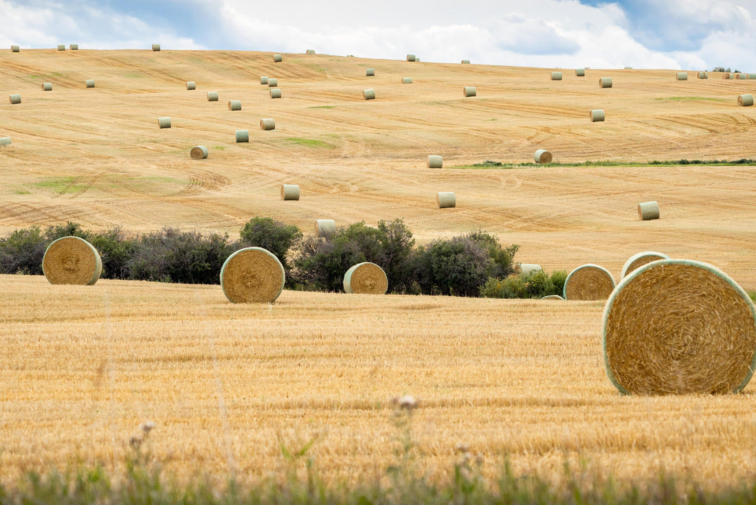Round Hay bales on the open prairies after fall harvest in Rocky View County Alberta Canada 2000pc Puzzle
