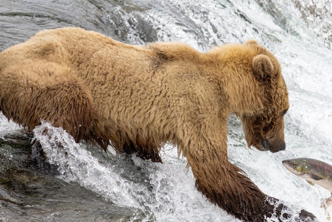 A grizzly bear fishing for salmon at Brooks Falls, Katmai National Park and Preserve, Alaska on July 21, 2023. Each summer bears gather in Katmai National Park to feed on the abundance of salmon 2000pc Puzzle