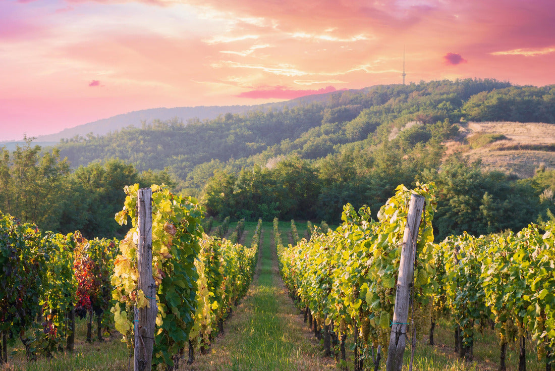 The vineyards of Bolgheri and Castagneto bask in the background in the morning. Maremma Tuscany, Italy 2000pc Puzzle